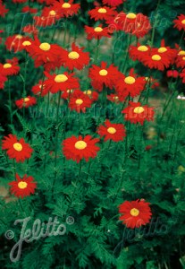 gca398 tanacetum